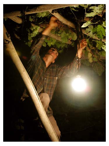 Aksu_farmLight2