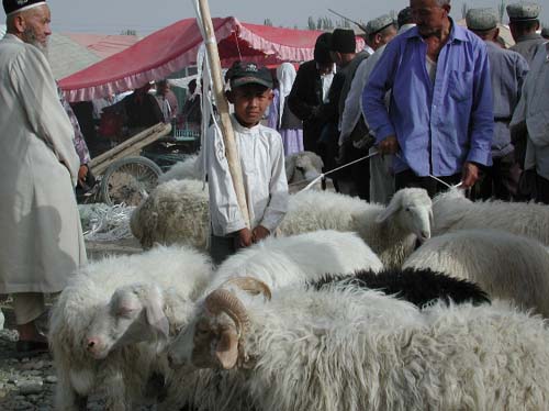 Keria_sheep