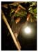 Aksu_farmLight2
