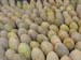 Guma_melons