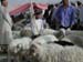 Keria_sheep